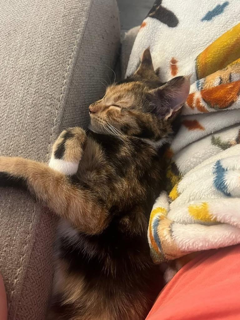 Enlarge Shiloh, a Adoptable Domestic Short Hair in Orlando, FL image 5/5