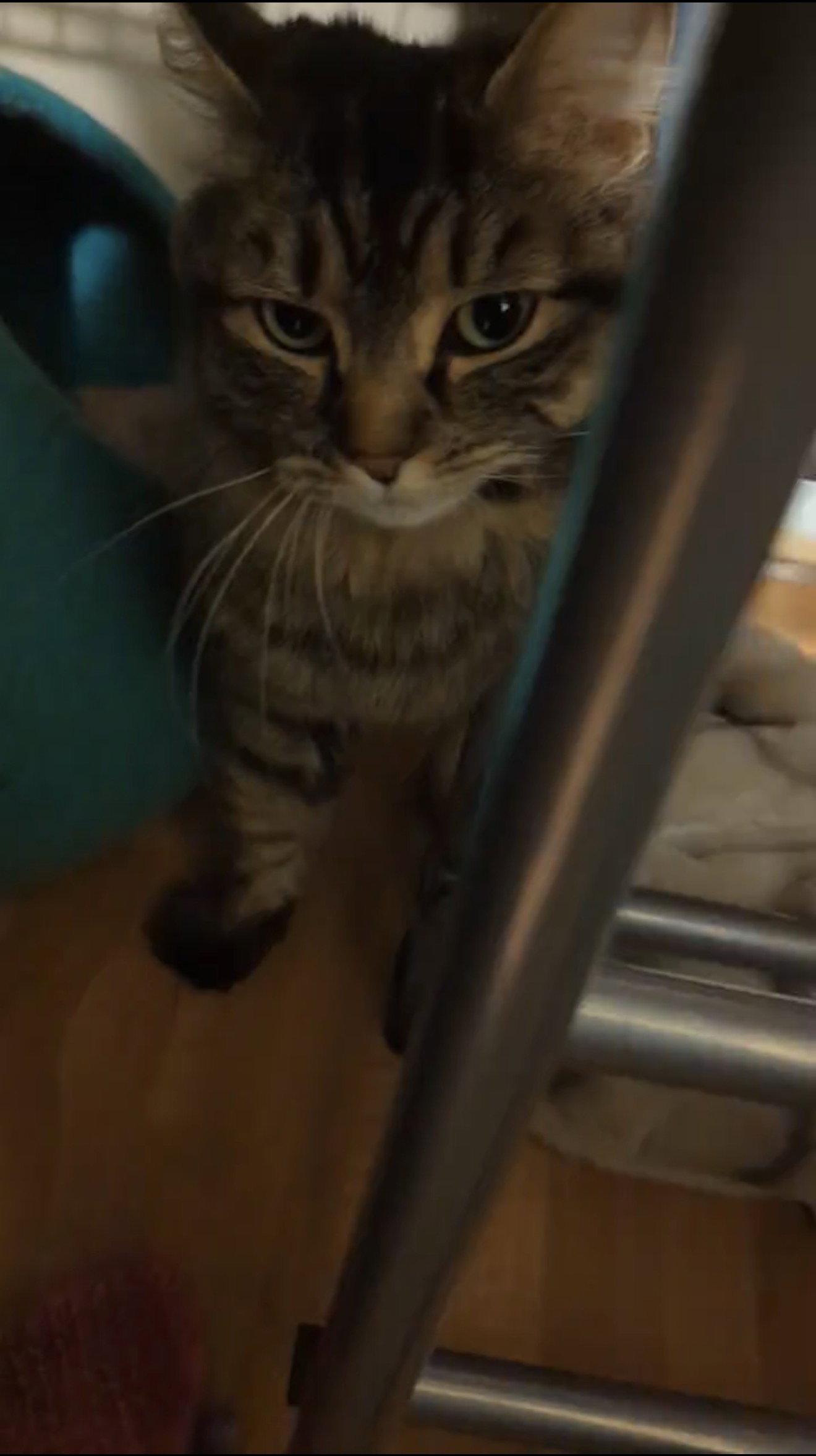 Enlarge Lucy, a Adopted Domestic Long Hair in East Derry, NH image 1/3