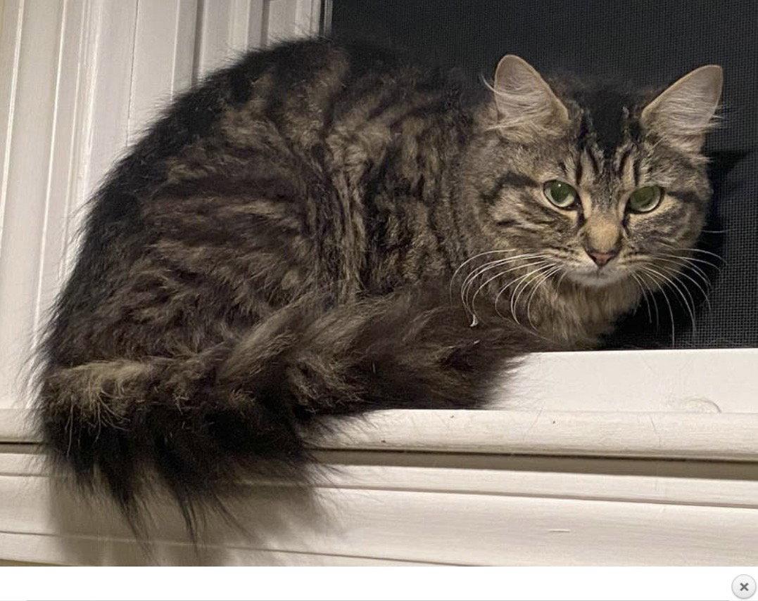 Enlarge Lucy, a Adopted Domestic Long Hair in East Derry, NH image 2/3