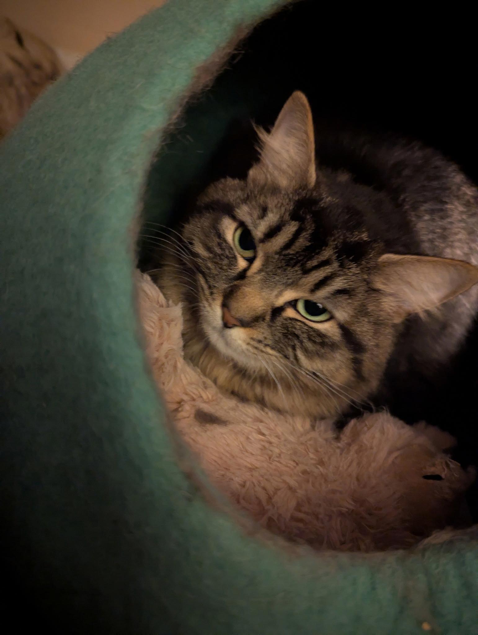 Enlarge Lucy, a Adopted Domestic Long Hair in East Derry, NH image 3/3