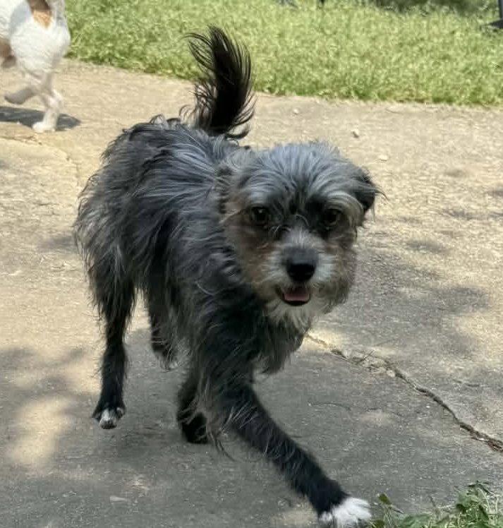 Half Pint, Adopted, Adult Female Terrier.