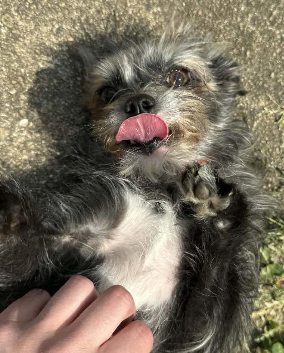 Enlarge Half Pint, a Adopted Terrier in Alpharetta, GA image 2/3