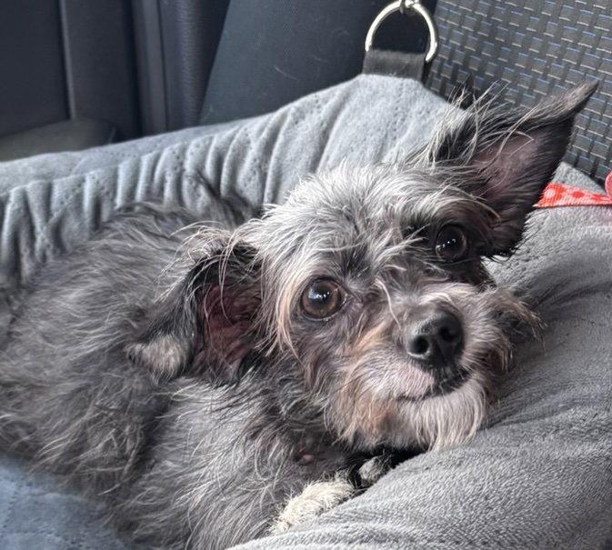 Enlarge Half Pint, a Adopted Terrier in Alpharetta, GA image 3/3