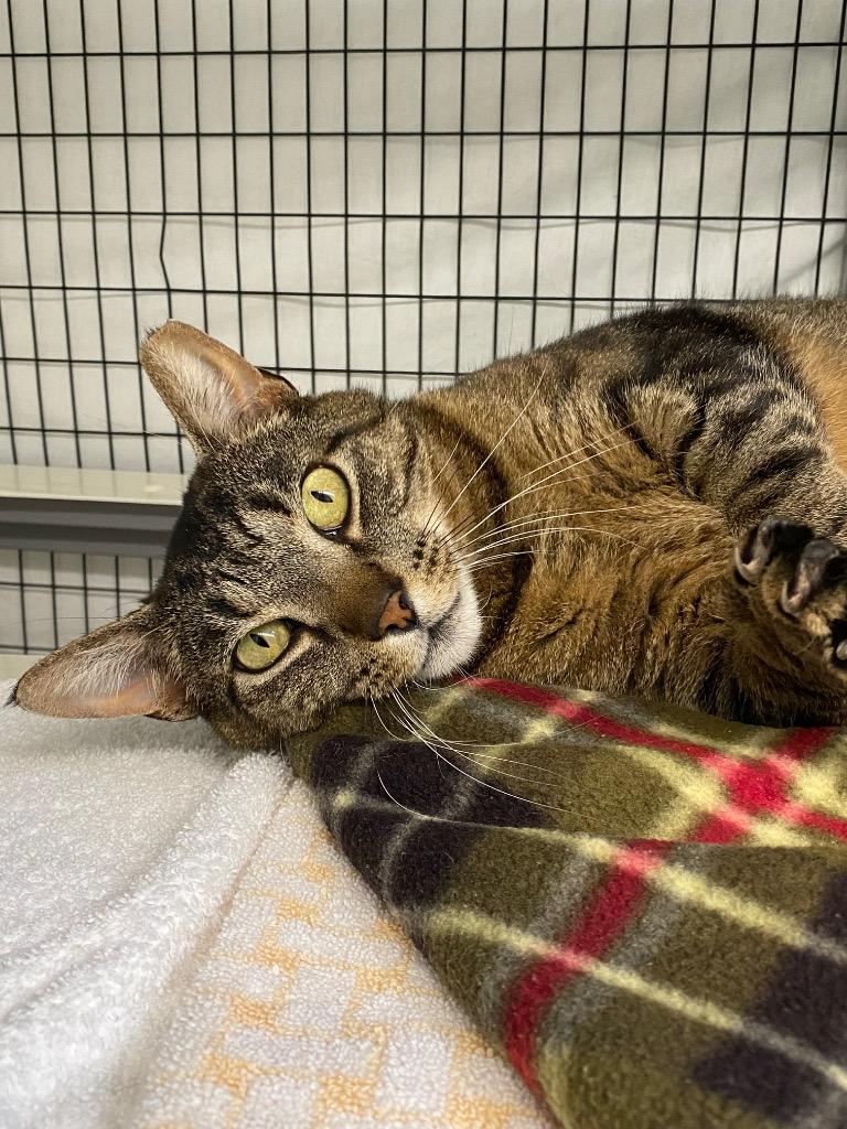 Stripe, Adoptable, Adult Male Domestic Short Hair.