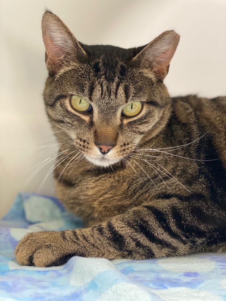 Stripe, a Adoptable mixed breed in Grants Pass, OR image 2/4