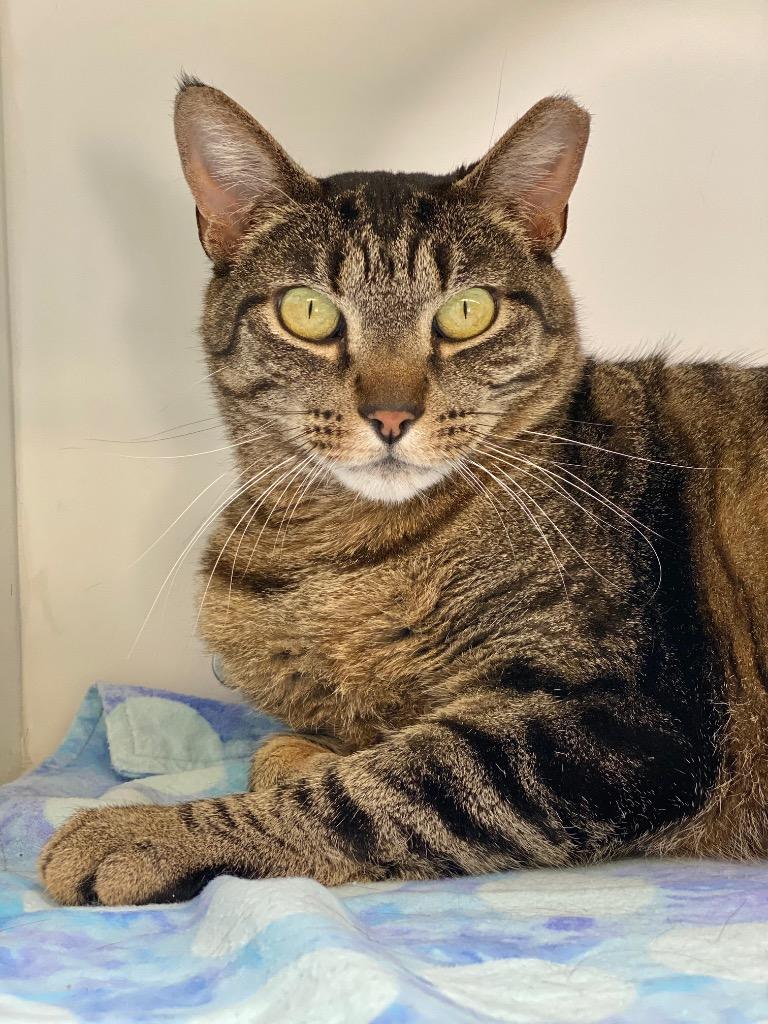 Stripe, a Adoptable mixed breed in Grants Pass, OR image 3/4