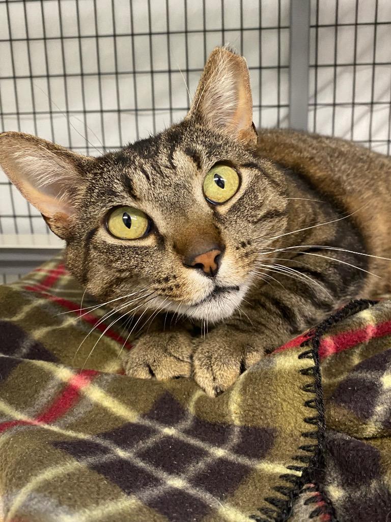Stripe, a Adoptable mixed breed in Grants Pass, OR image 2/2