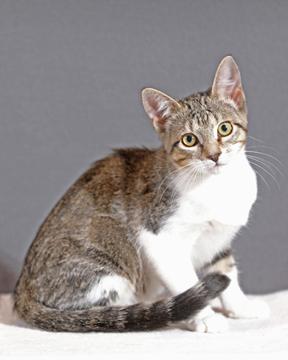 Enlarge Avery, a Adopted Tabby in Conroe, TX image 1/3