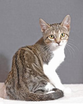 Enlarge Avery, a Adopted Tabby in Conroe, TX image 2/3
