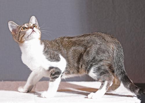 Enlarge Avery, a Adopted Tabby in Conroe, TX image 3/3