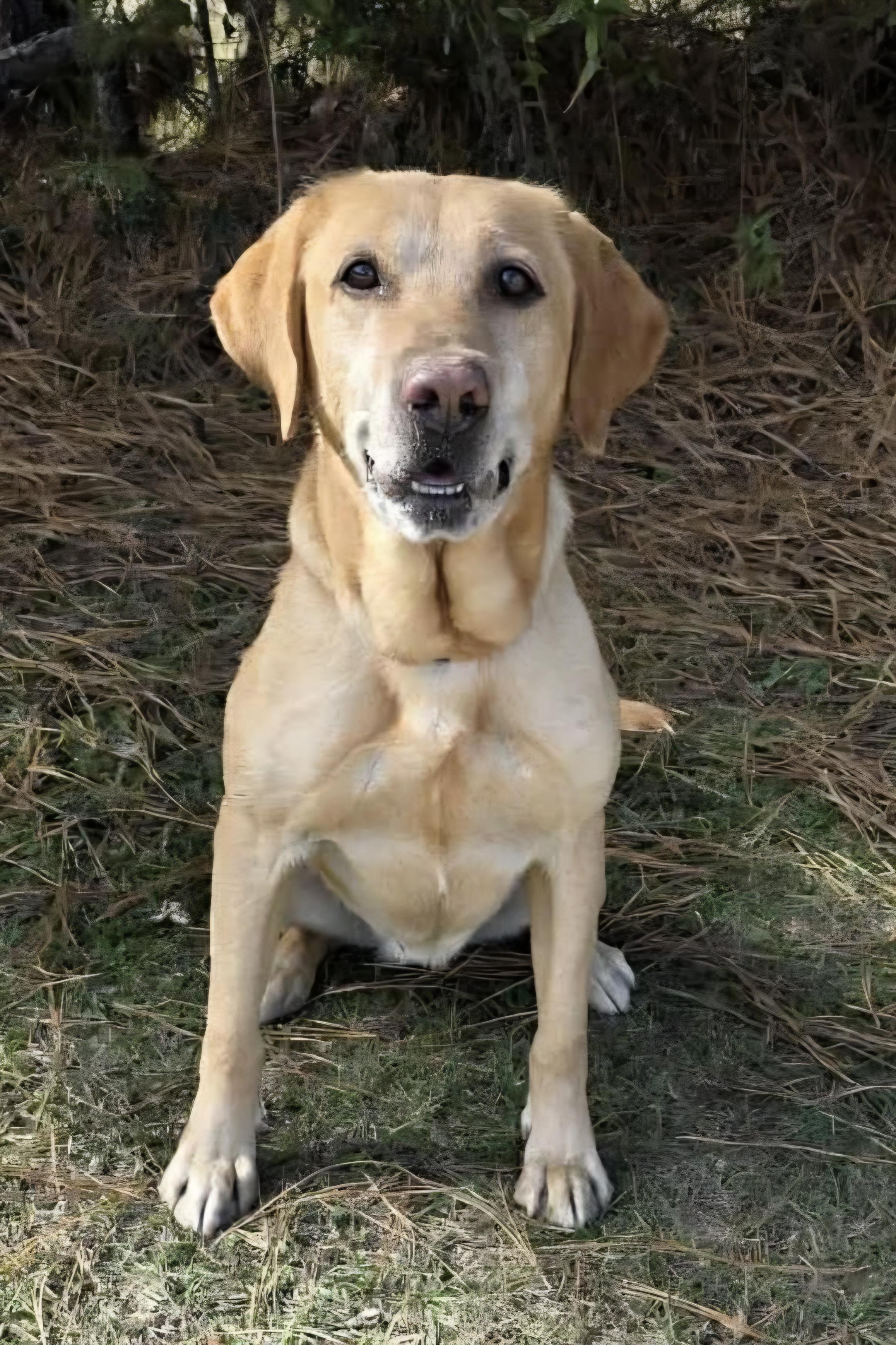 Willow, a Adoptable mixed breed in Temperance , MI image 1/5