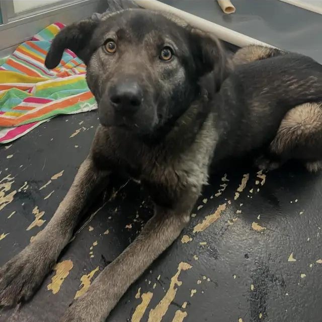 Nola, ADOPTABLE, Adult Female Husky.