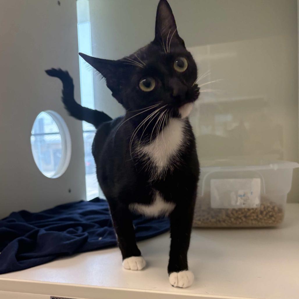Gwendolyn, a Adoptable Domestic Short Hair in Beaumont, TX image 1/2