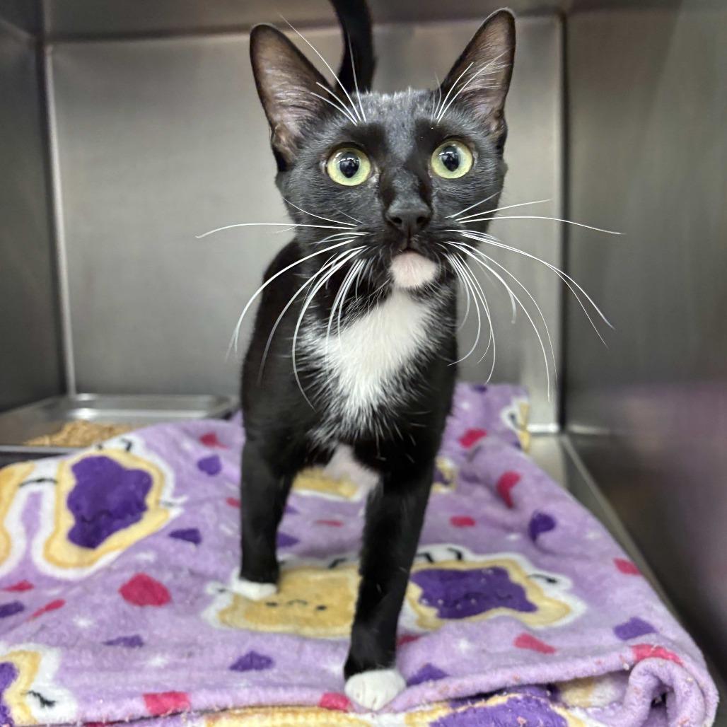 Gwendolyn, a Adoptable Domestic Short Hair in Beaumont, TX image 2/2