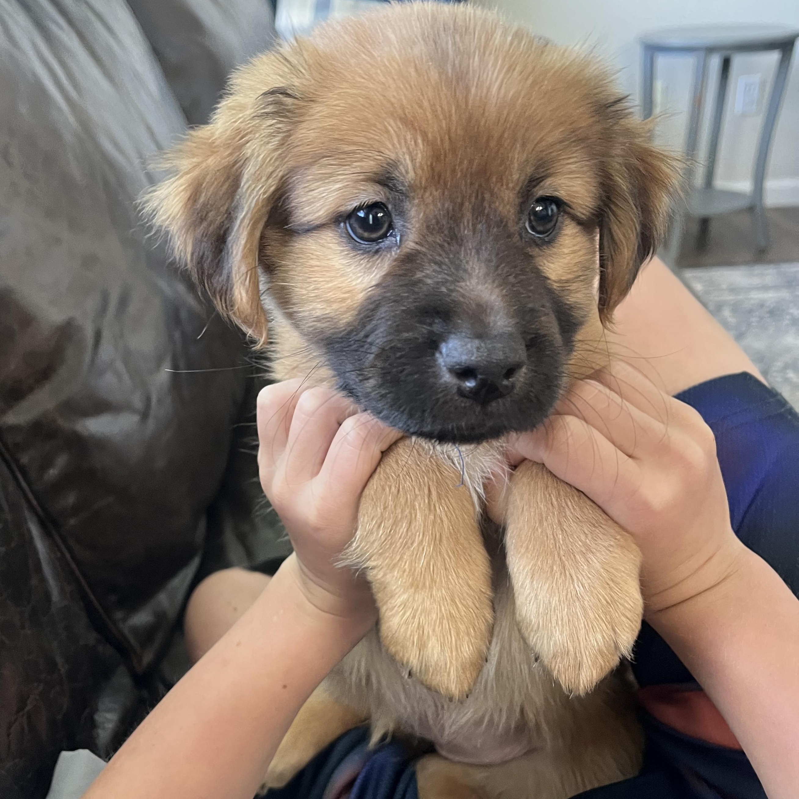 Charlotte, an adopted mixed breed in Minneapolis, MN image 3/4