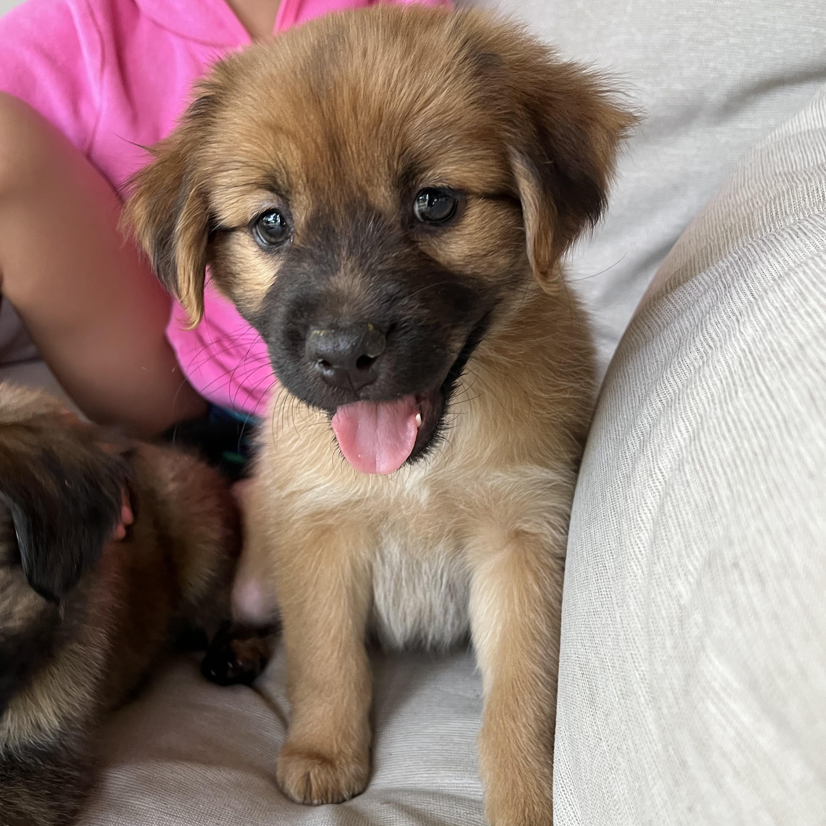 Charlotte, adopted, Puppy Female Retriever & Australian Shepherd.
