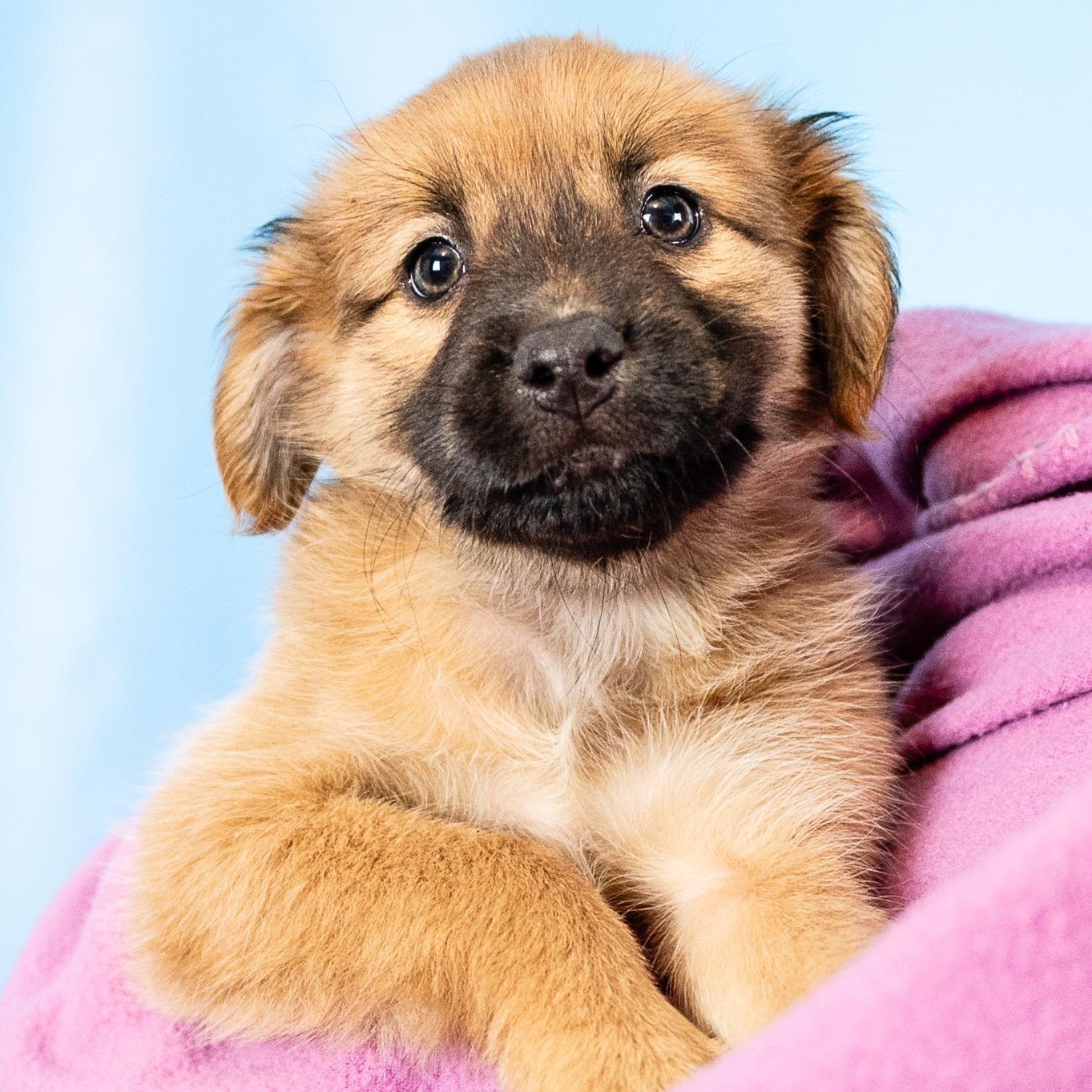 Charlotte, an adopted mixed breed in Minneapolis, MN image 4/4