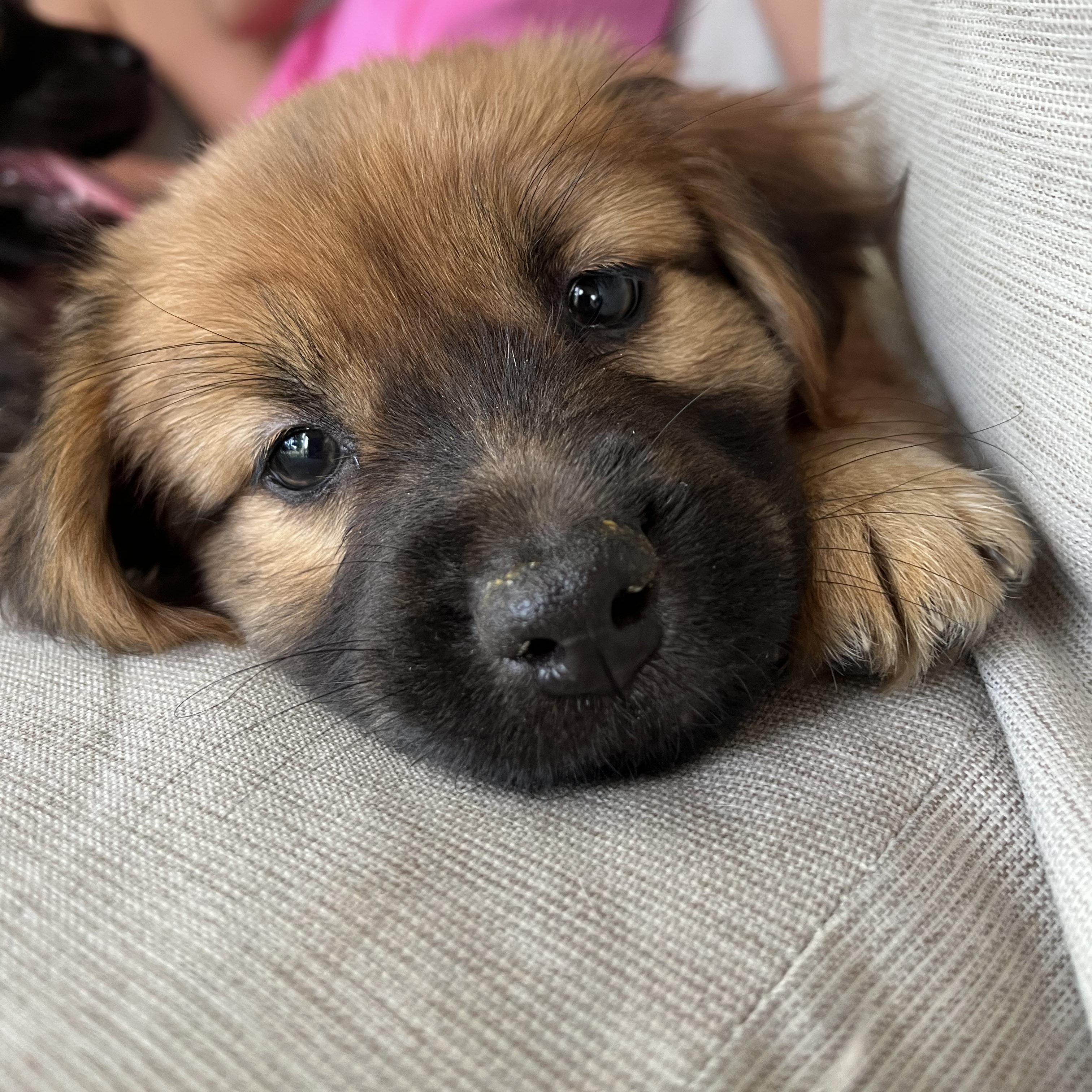 Charlotte, an adopted mixed breed in Minneapolis, MN image 2/4