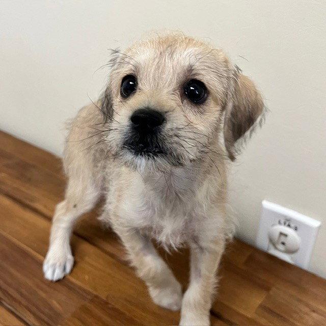 Terrier Puppies!, Adopted, Puppy Female Terrier.