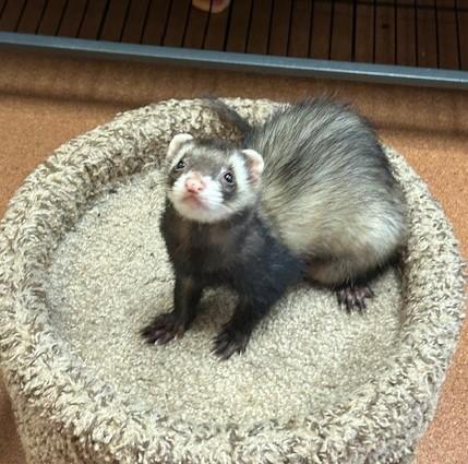Little Girl, ADOPTABLE, Adult Female Ferret.