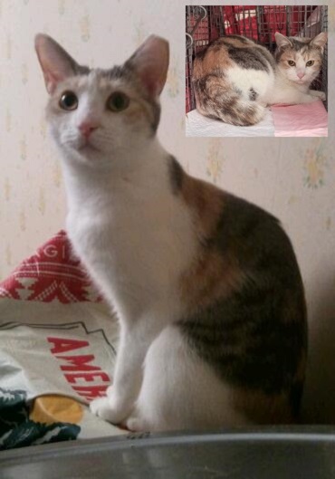 Patches URGENT - FOSTER NEEDED!, Adoptable, Adult Female Domestic Short Hair & Calico.