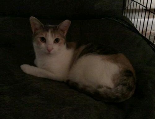 Patches URGENT - FOSTER NEEDED!, a Adoptable mixed breed in Cookeville, TN image 3/5