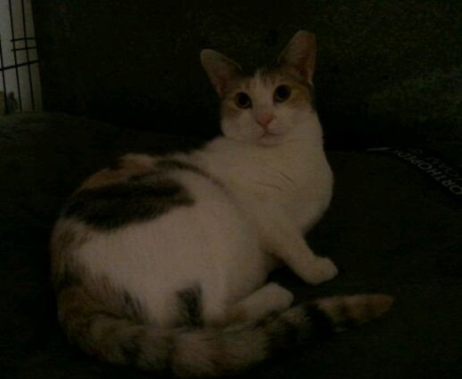 Patches URGENT - FOSTER NEEDED!, a Adoptable mixed breed in Cookeville, TN image 5/5