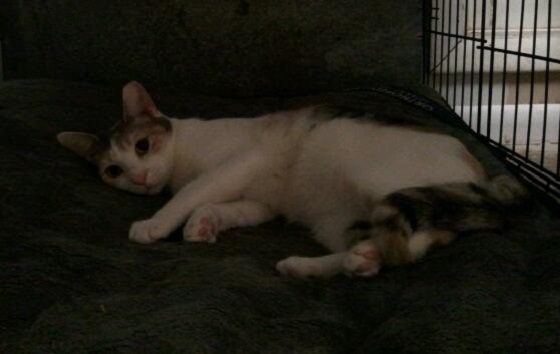 Patches URGENT - FOSTER NEEDED!, a Adoptable mixed breed in Cookeville, TN image 4/5