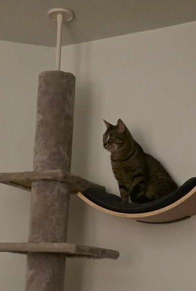 Enlarge DONOVAN, a ADOPTABLE Tabby in Shakespeare, ON image 6/6