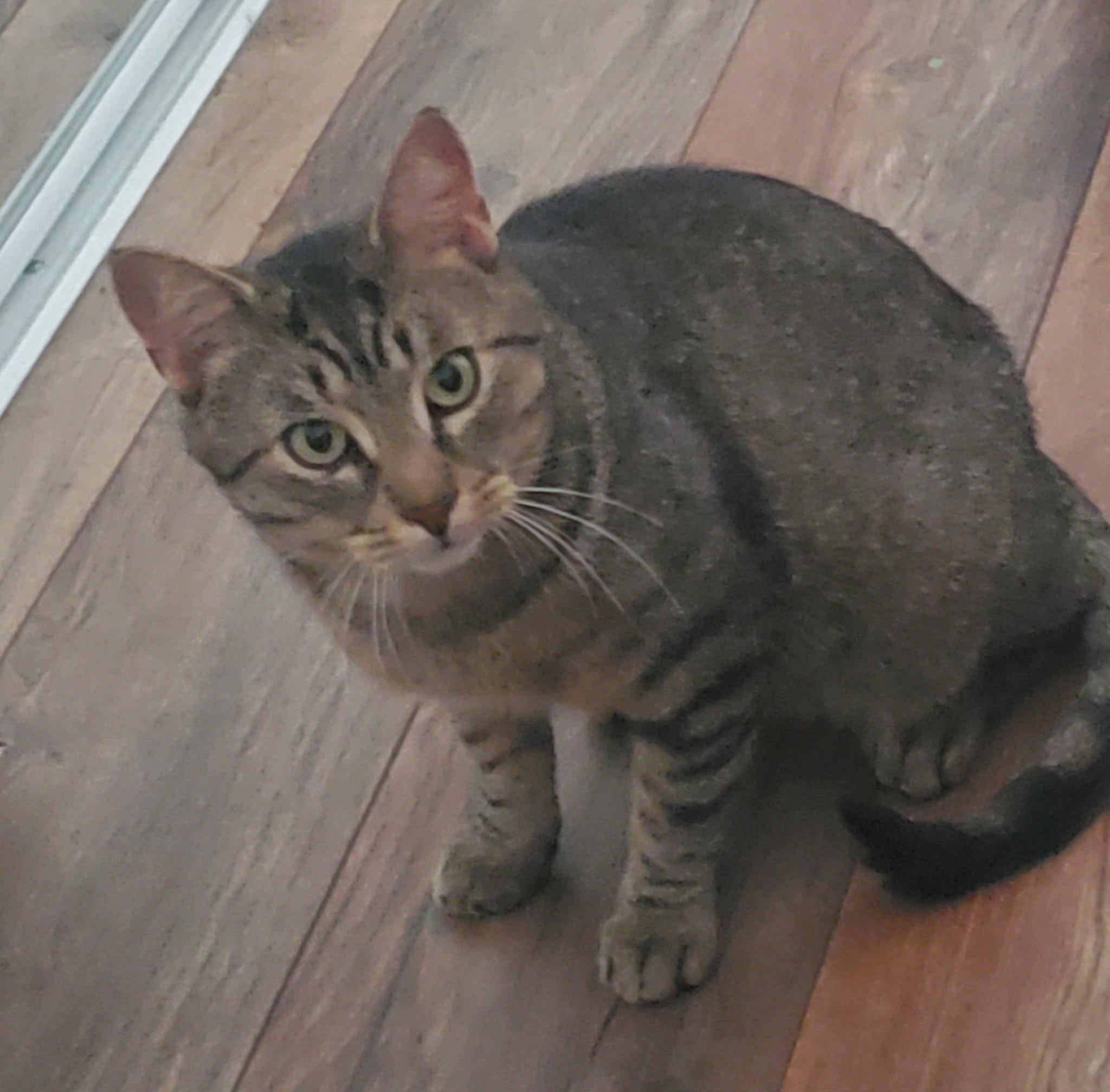 Enlarge DONOVAN, a ADOPTABLE Tabby in Shakespeare, ON image 3/6