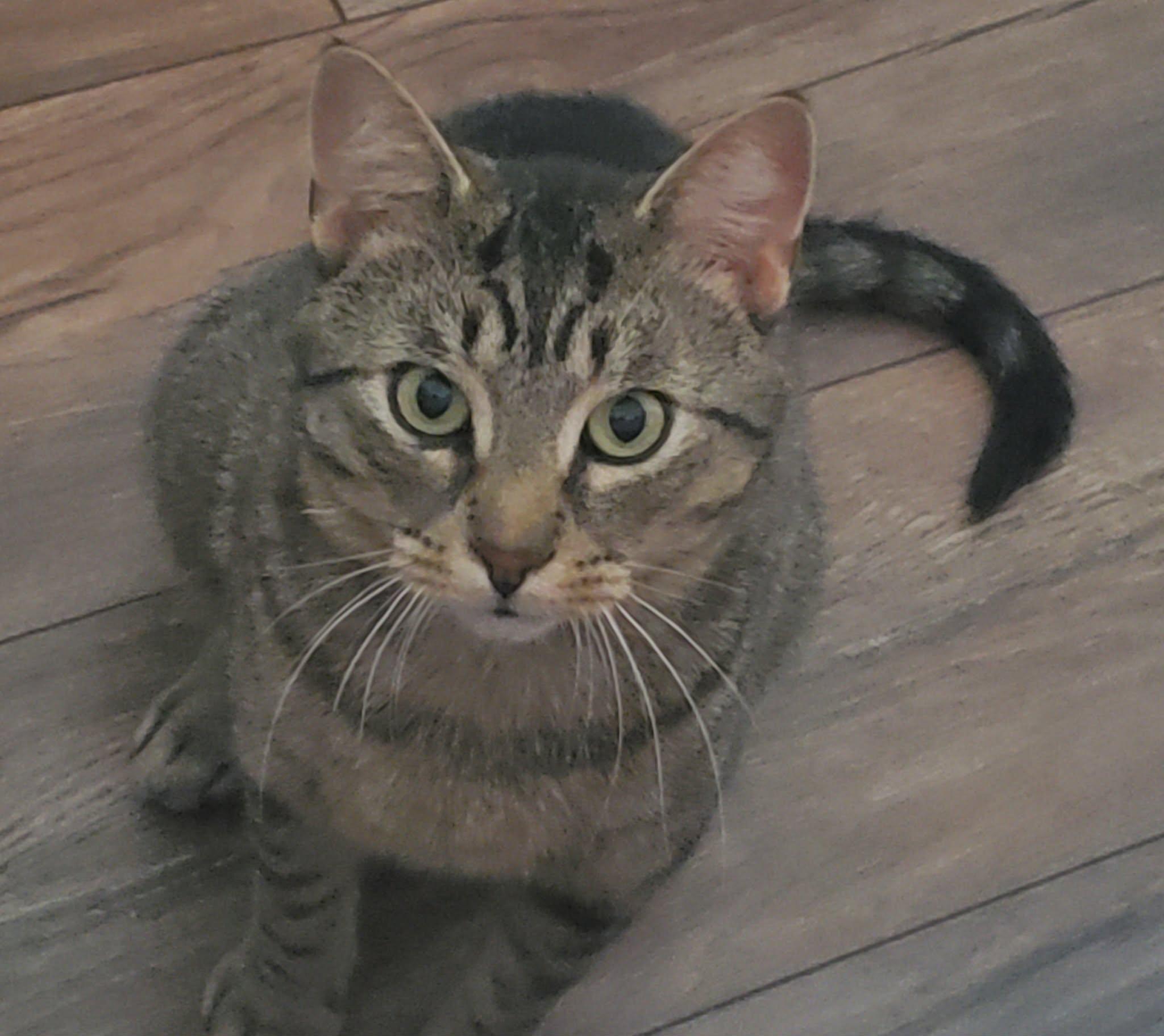 DONOVAN, ADOPTABLE, Young Male Tabby.