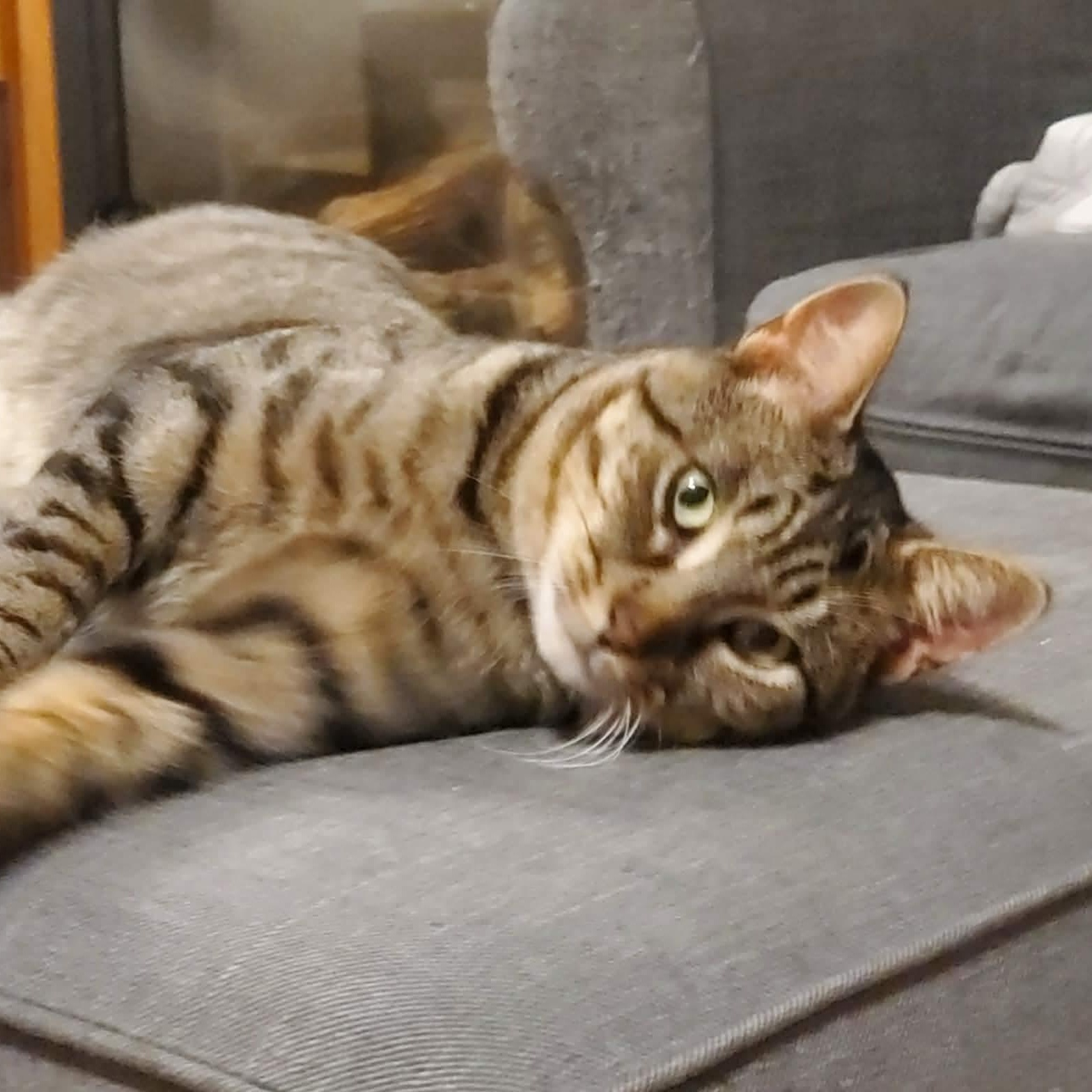 DONOVAN, ADOPTABLE, Young Male Tabby.