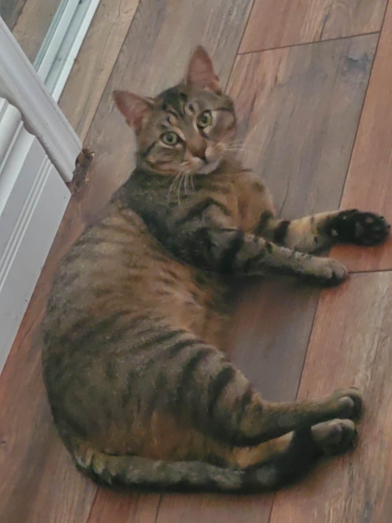 Enlarge DONOVAN, a ADOPTABLE Tabby in Shakespeare, ON image 5/6