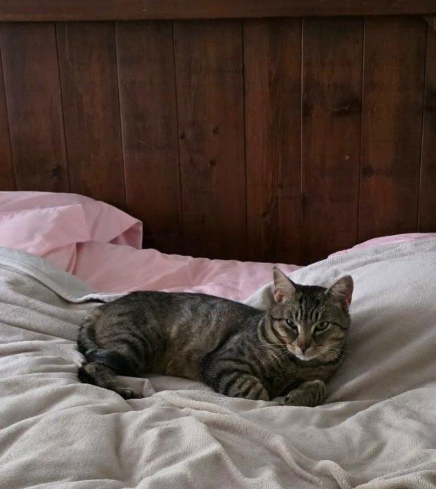 Enlarge DONOVAN, a ADOPTABLE Tabby in Shakespeare, ON image 2/6