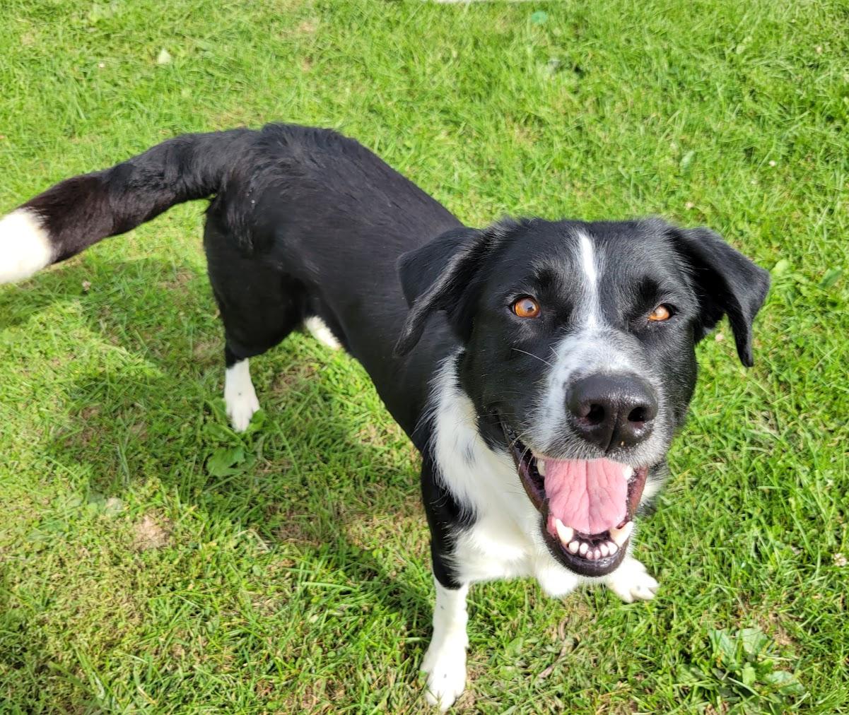 Enlarge Sir, a Adoptable mixed breed in Lisbon, OH image 4/4