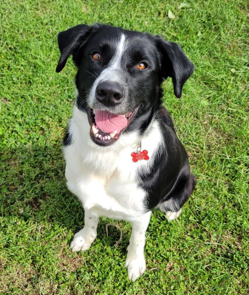 Enlarge Sir, a Adoptable mixed breed in Lisbon, OH image 1/4