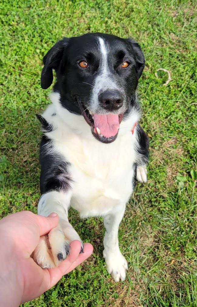Enlarge Sir, a Adoptable mixed breed in Lisbon, OH image 3/4