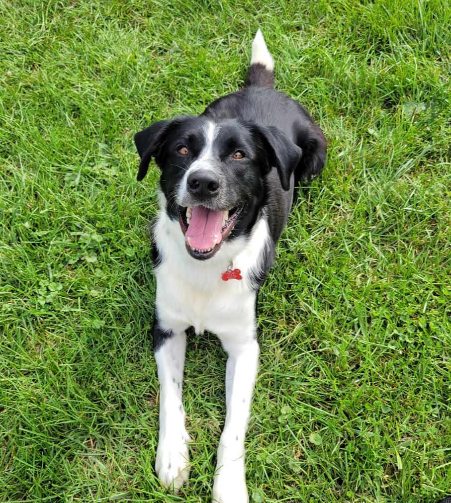 Enlarge Sir, a Adoptable mixed breed in Lisbon, OH image 2/4
