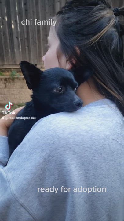 Enlarge Chica, a Adopted mixed breed in Rocklin , CA video 3/5