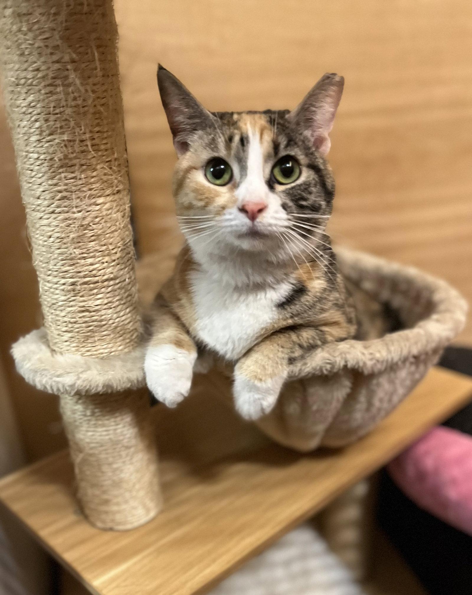 Enlarge Cali, a Adoptable Domestic Short Hair in Scottsdale, AZ image 1/2