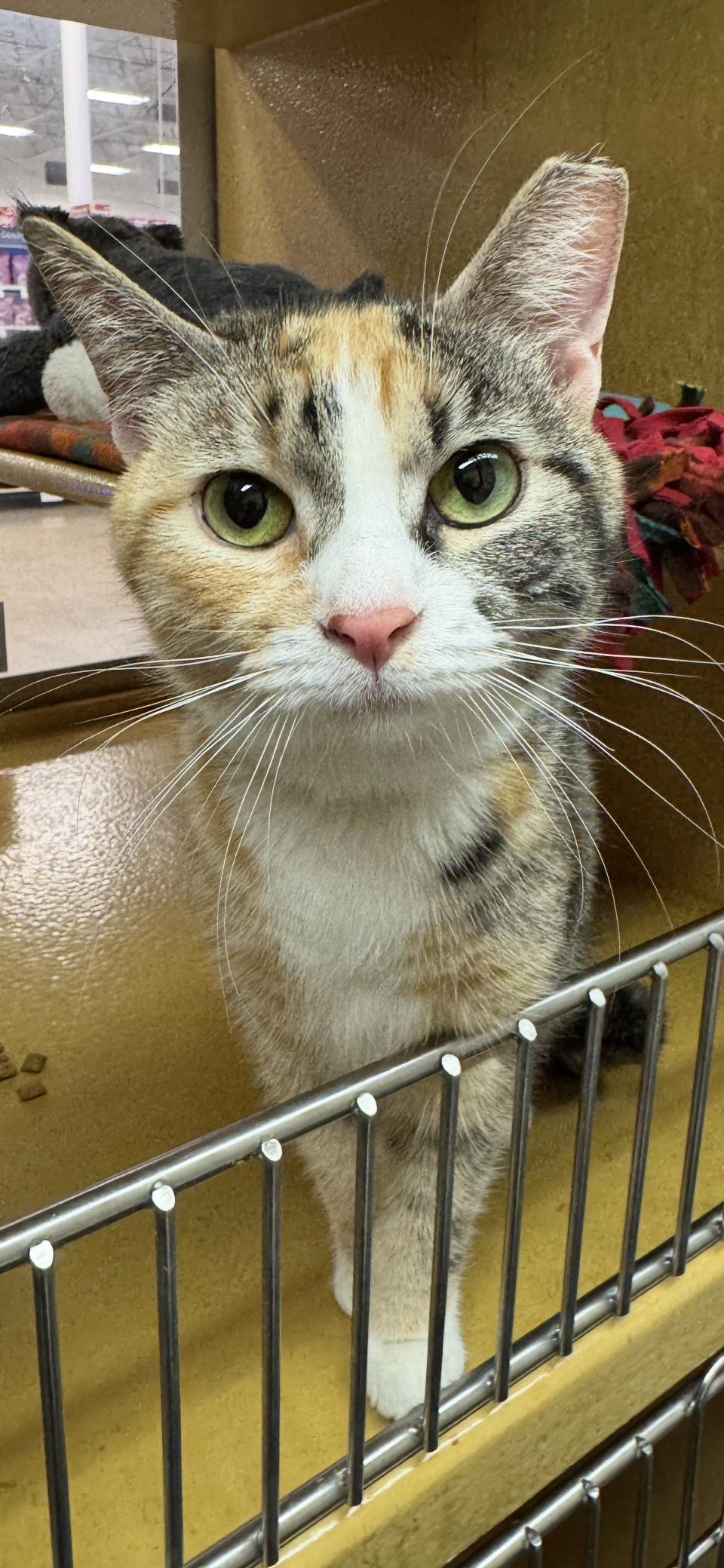 Enlarge Cali, a Adoptable Domestic Short Hair in Scottsdale, AZ image 2/2