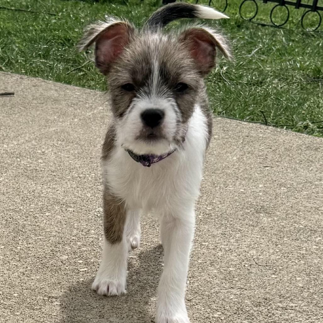 Enlarge Tully, an adopted mixed breed in La Grange, KY image 2/6
