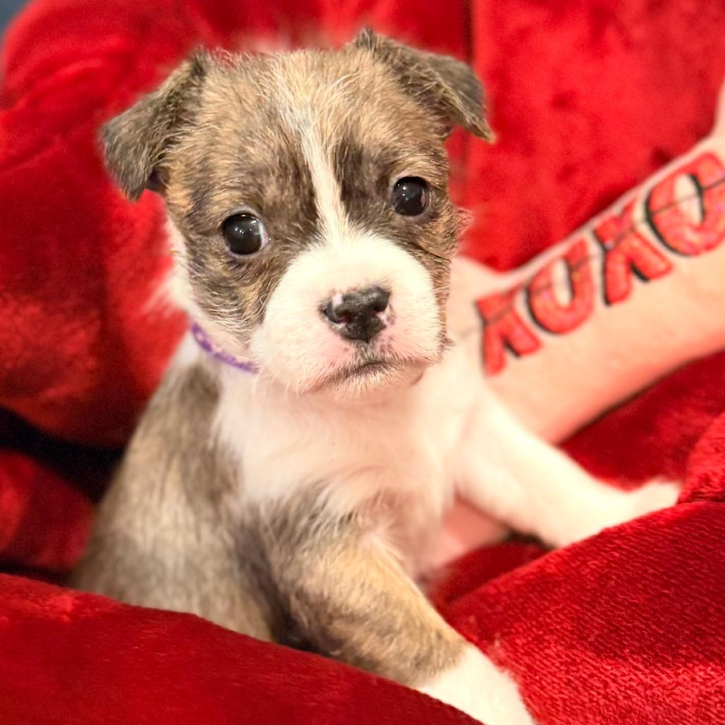 Enlarge Tully, an adopted mixed breed in La Grange, KY image 3/6