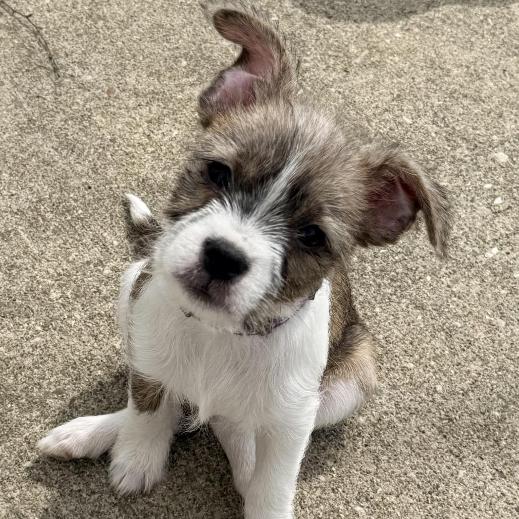 Enlarge Tully, an adopted mixed breed in La Grange, KY image 1/6