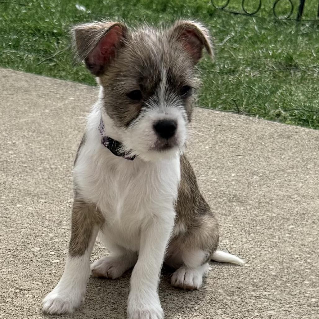 Enlarge Tully, an adopted mixed breed in La Grange, KY image 5/6