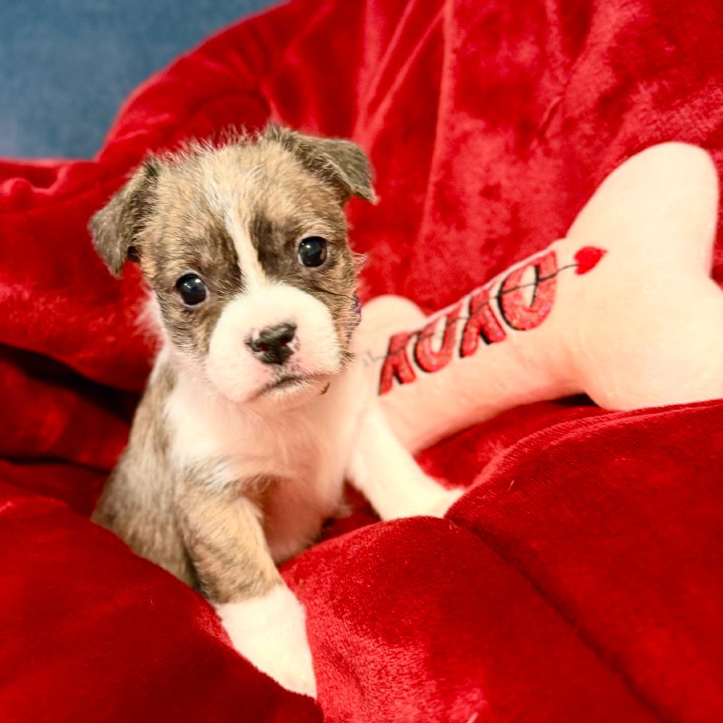 Enlarge Tully, an adopted mixed breed in La Grange, KY image 6/6