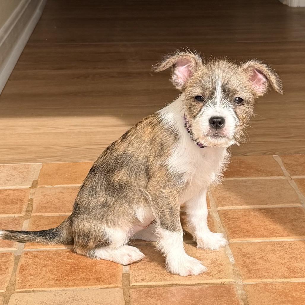 Enlarge Tully, an adopted mixed breed in La Grange, KY image 4/6