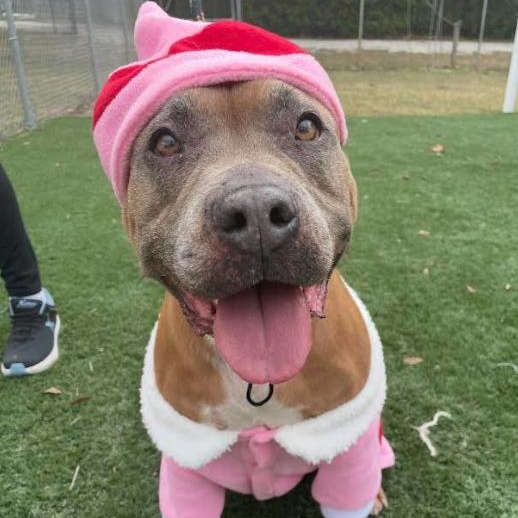 Enlarge Caramela, a Adoptable Mixed Breed in Palm Harbor, FL image 2/6