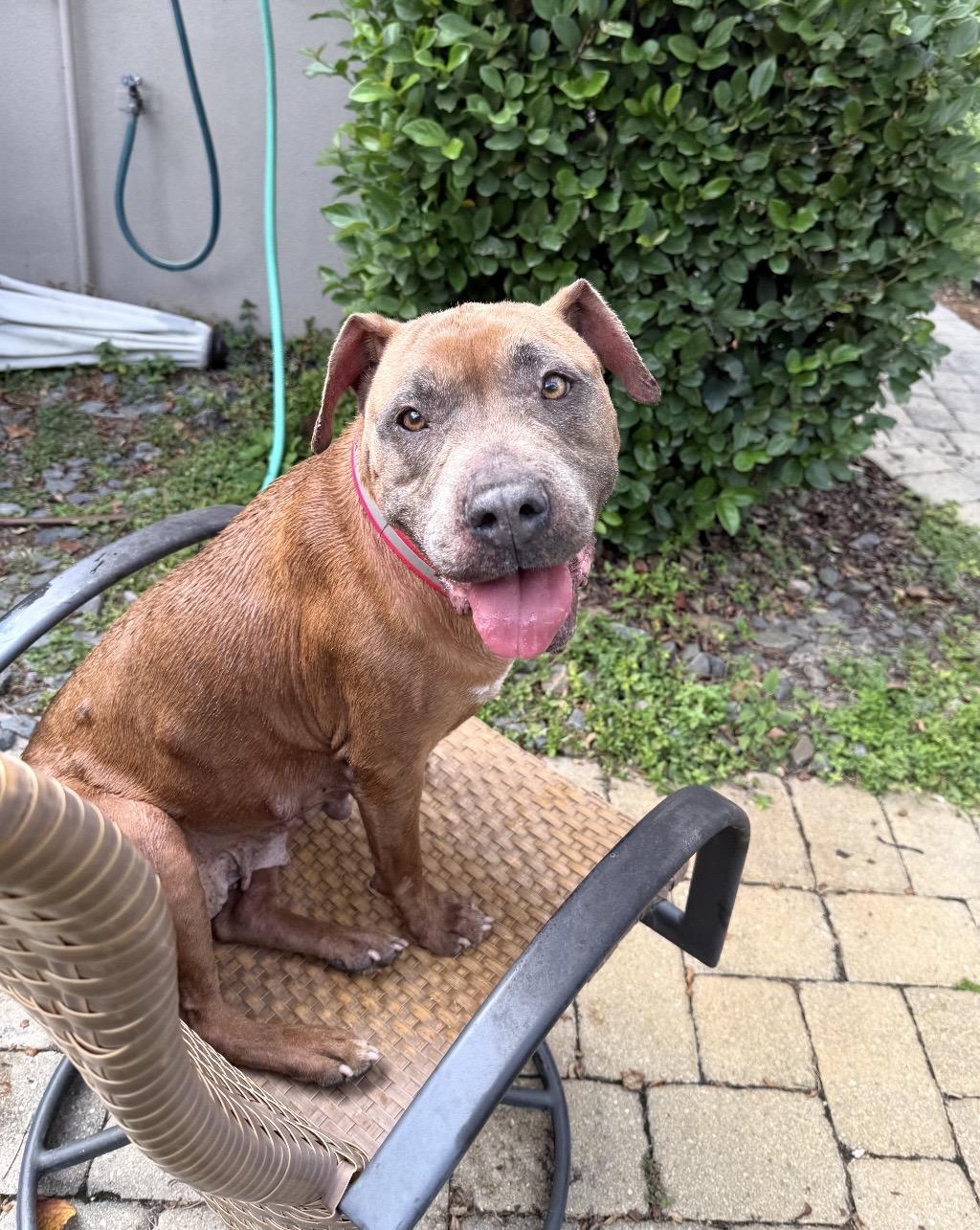 Enlarge Caramela, a Adoptable Mixed Breed in Palm Harbor, FL image 5/6