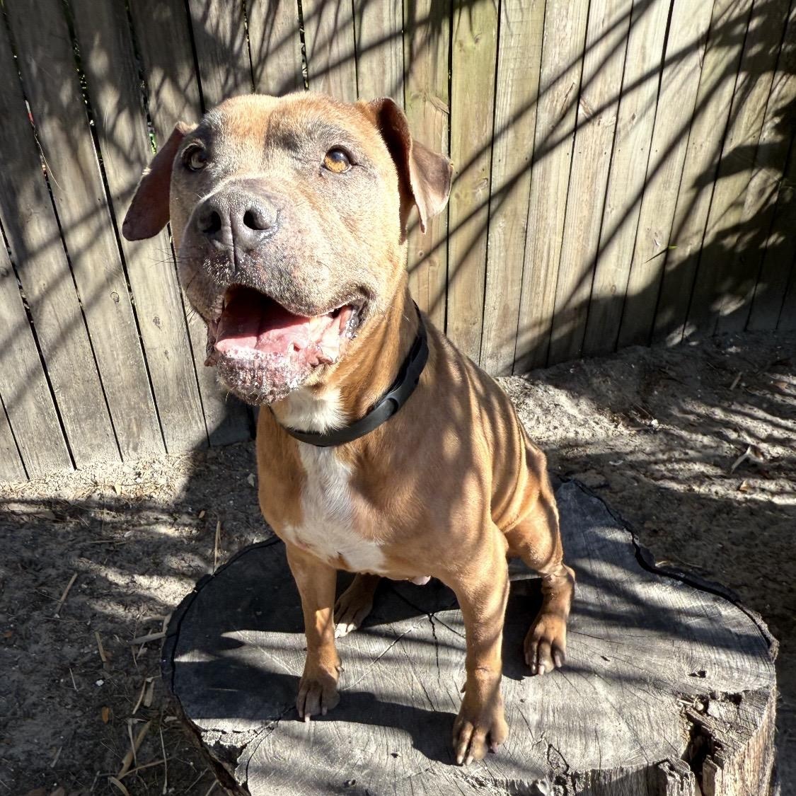 Enlarge Caramela, a Adoptable Mixed Breed in Palm Harbor, FL image 3/6